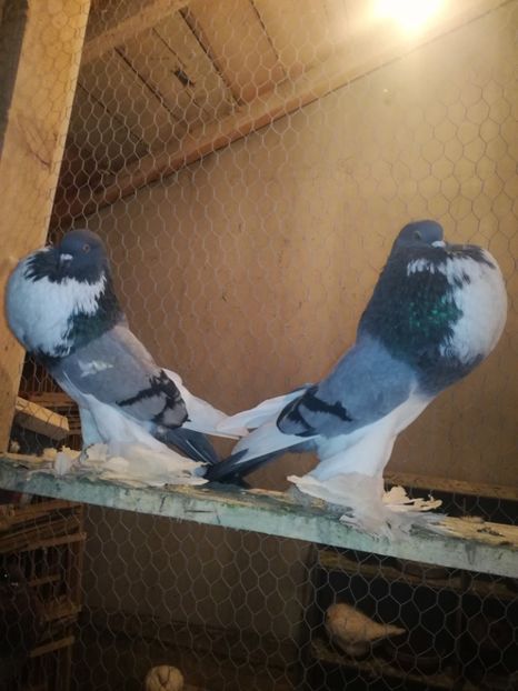  - GUSATI DE POMERANIA