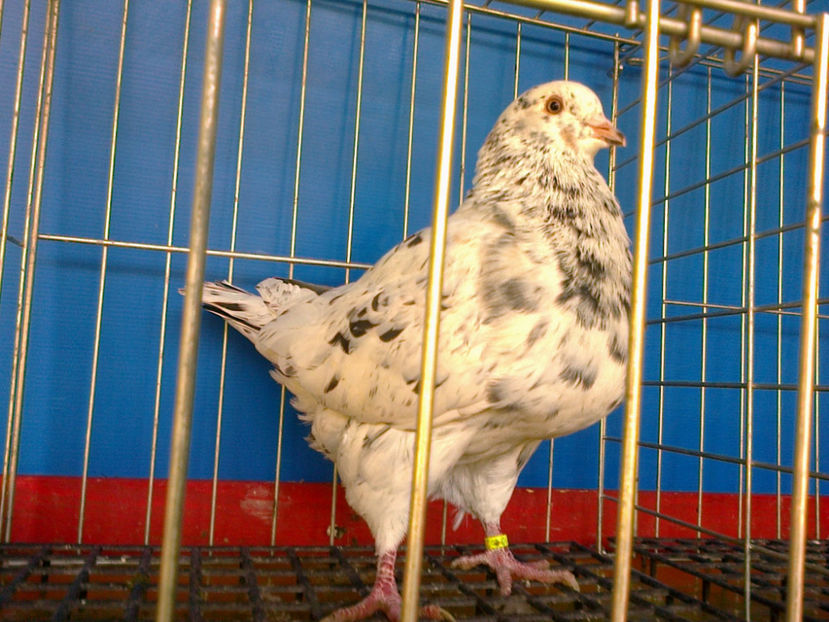 Fotografie13150 - A TEXANI 2017