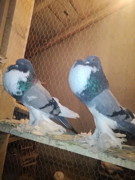  - GUSATI DE POMERANIA