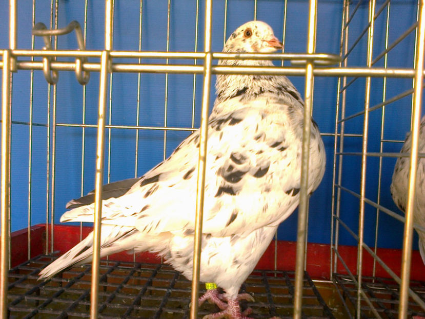 Fotografie13159 - A TEXANI 2017