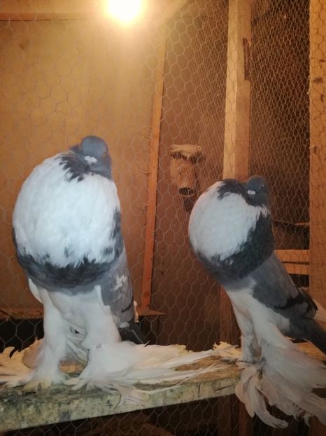  - GUSATI DE POMERANIA