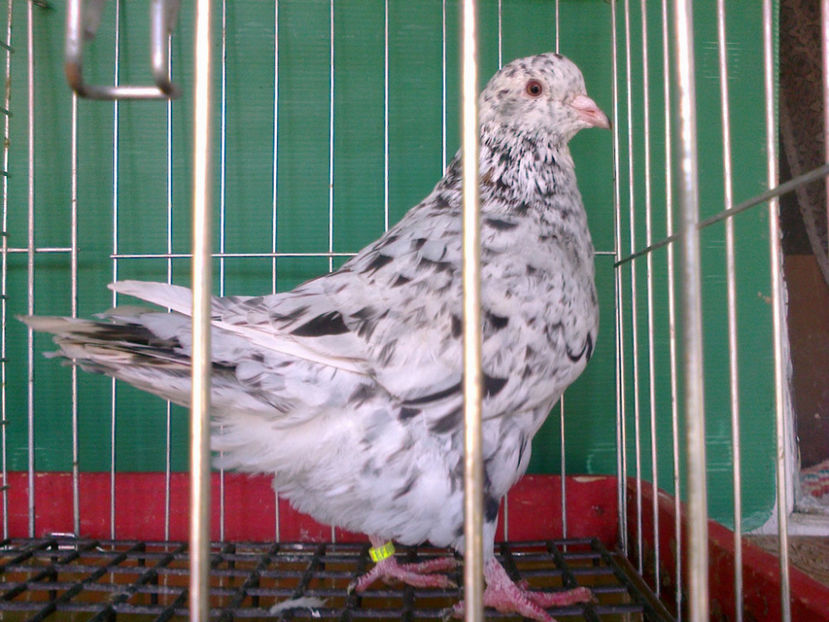 Fotografie13165 - A TEXANI 2017