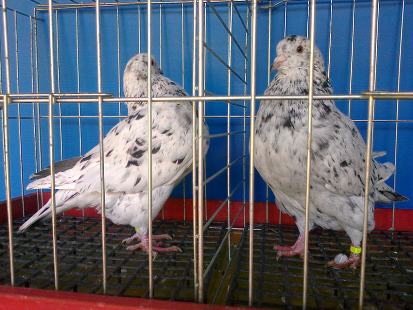 Fotografie13160 - A TEXANI 2017