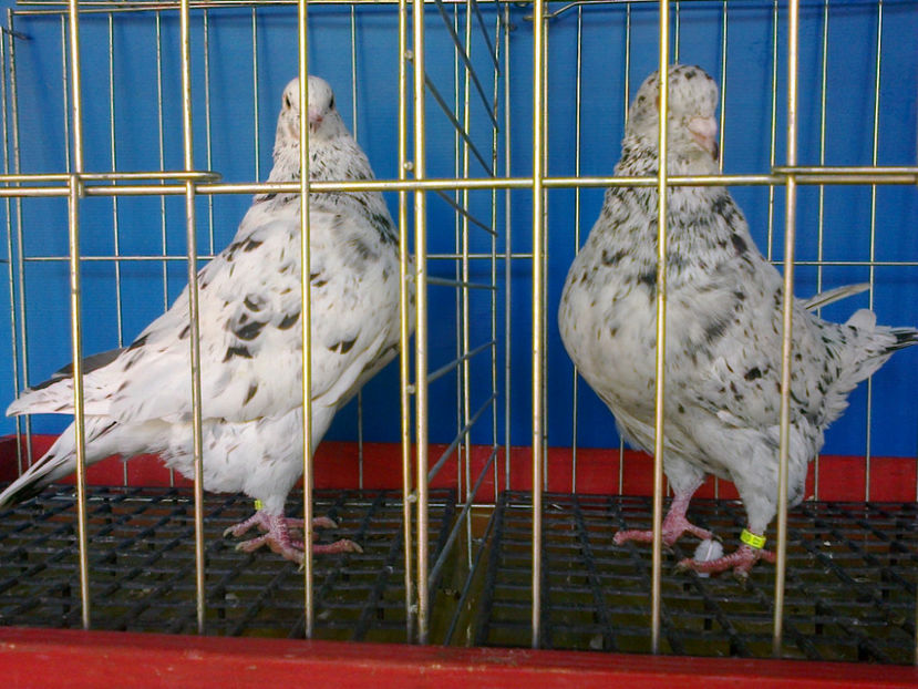 Fotografie13157 - A TEXANI 2017