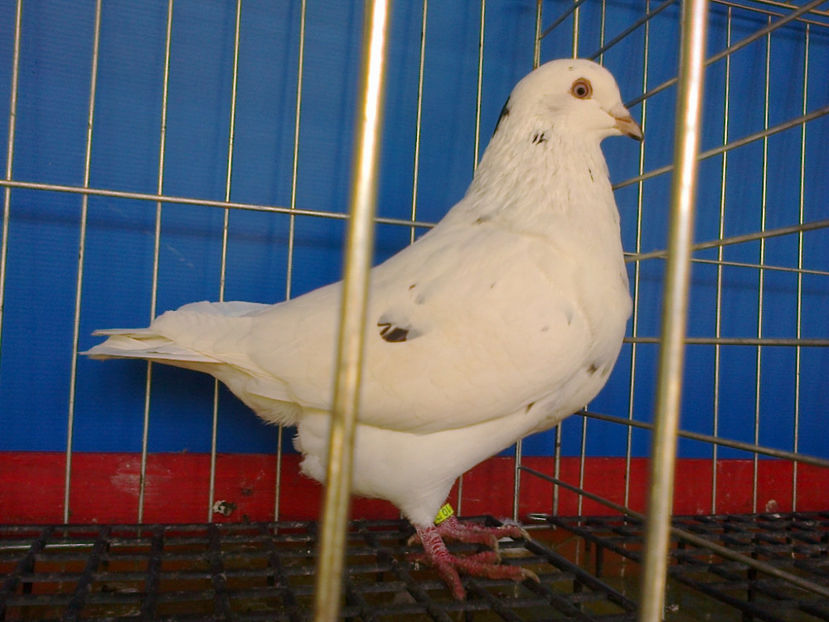 Fotografie13169 - A TEXANI 2017