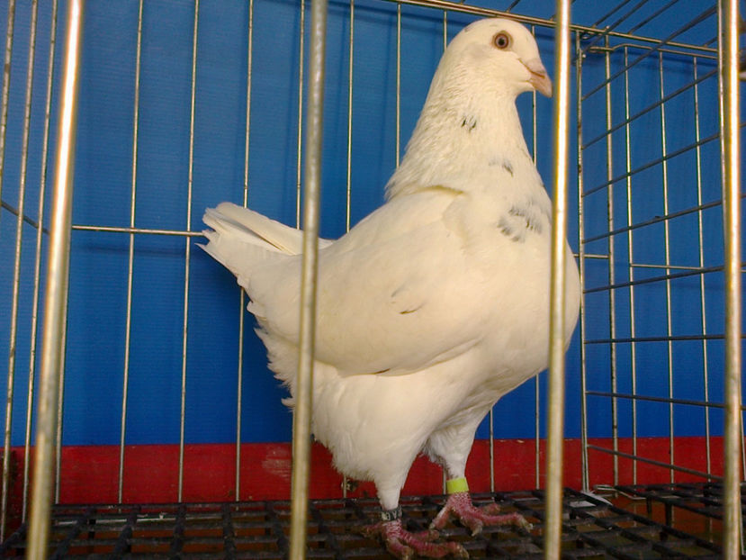 Fotografie13174 - A TEXANI 2017