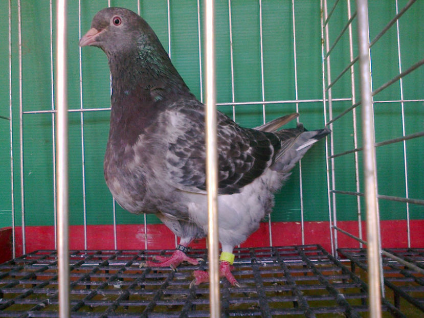 Fotografie13184 - A TEXANI 2017