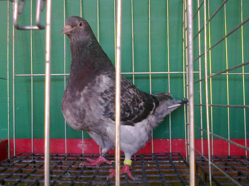 Fotografie13185 - A TEXANI 2017