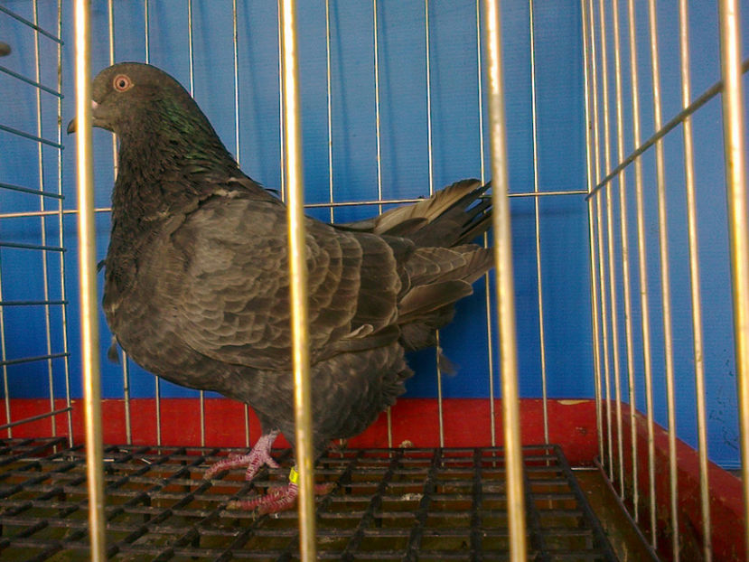 Fotografie13186 - A TEXANI 2017