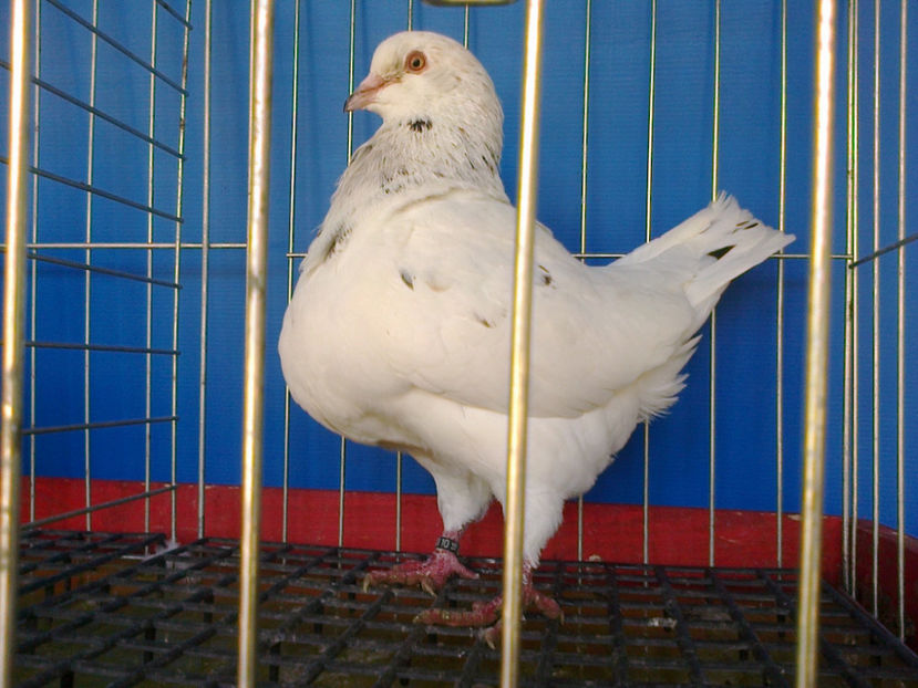 Fotografie13175 - A TEXANI 2017