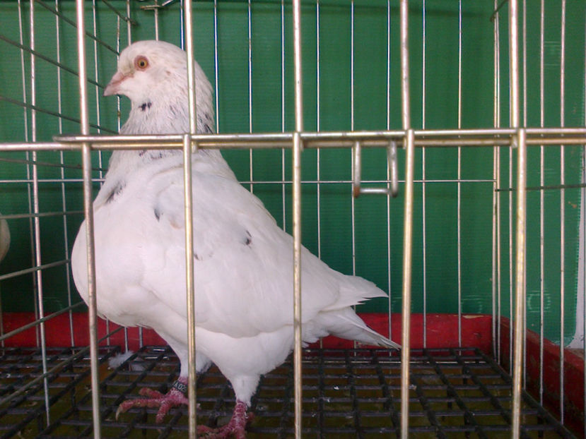 Fotografie13180 - A TEXANI 2017