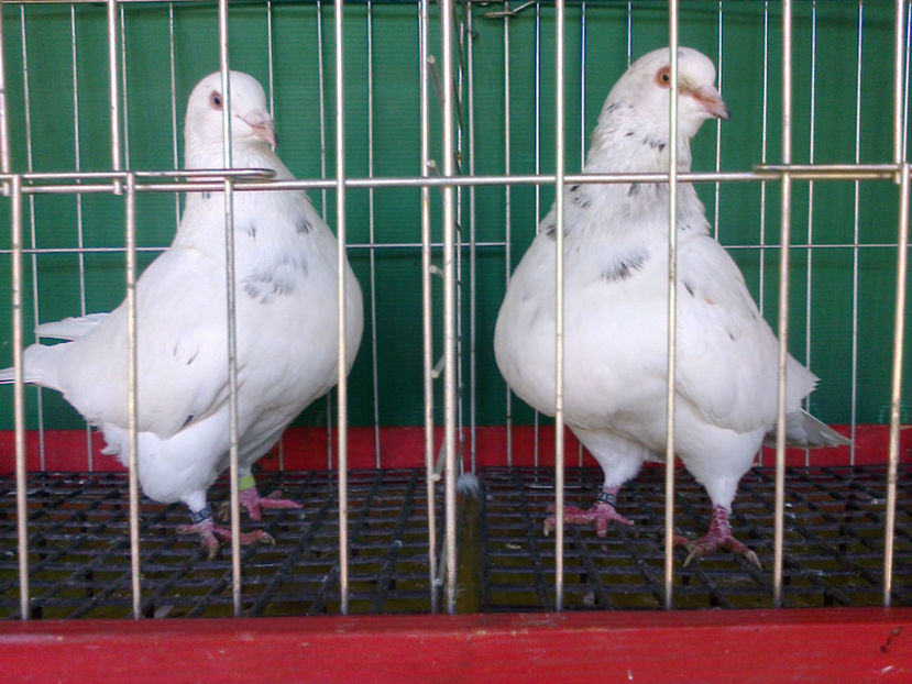 Fotografie13181 - A TEXANI 2017