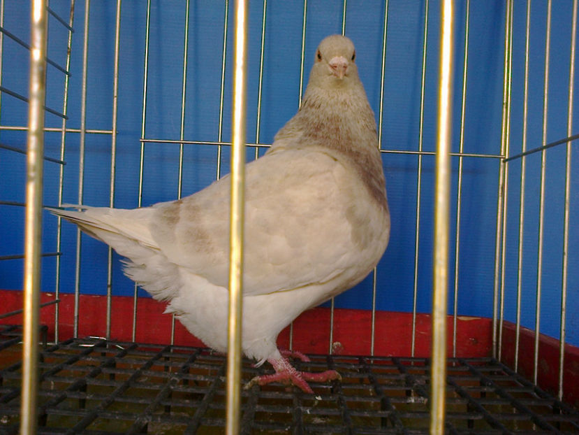 Fotografie13190 - A TEXANI 2017