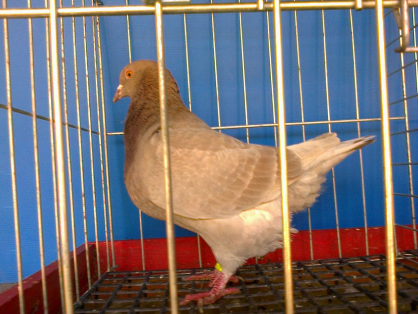 Fotografie13193 - A TEXANI 2017