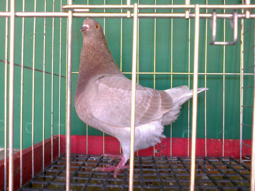 Fotografie13195 - A TEXANI 2017