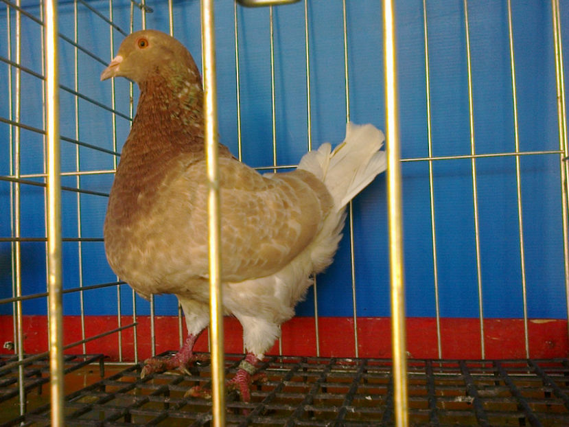 Fotografie13198 - A TEXANI 2017