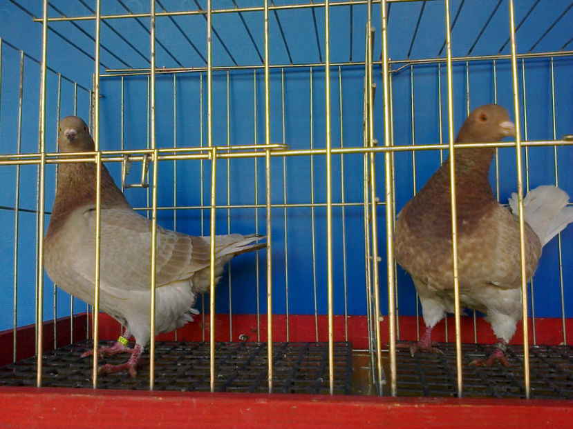 Fotografie13199 - A TEXANI 2017