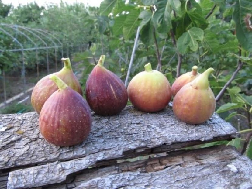 randino-et-brunswick - oferta primavara 2018