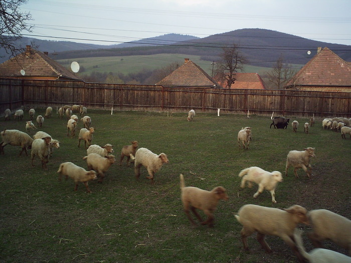 oile si mieii fac sport - 1animale ce cresc alatok a mit most tartok