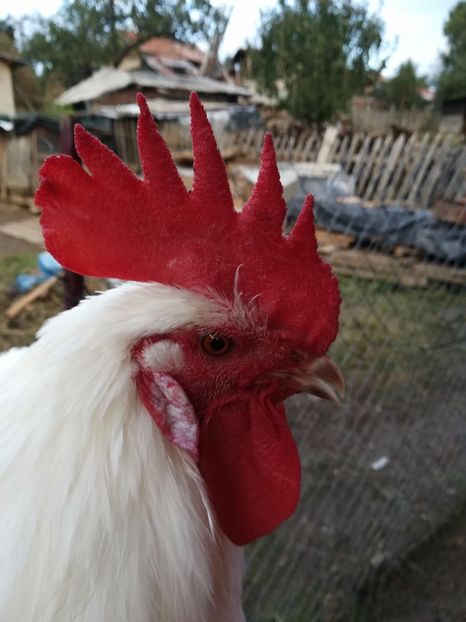 La Bresse alb - La Bresse