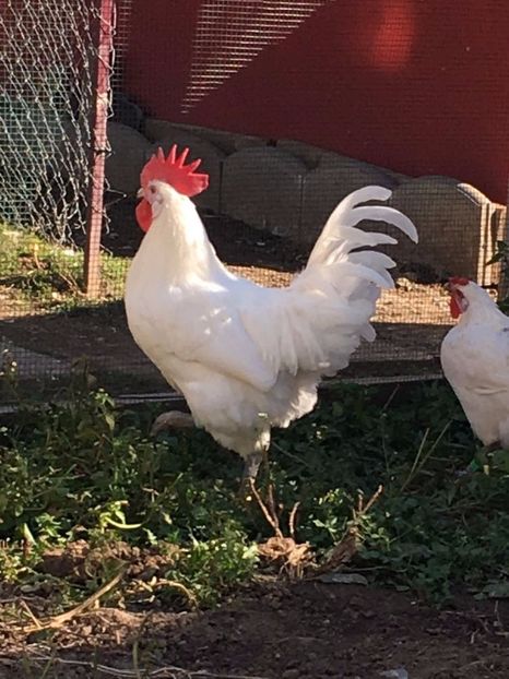 La Bresse alb - La Bresse