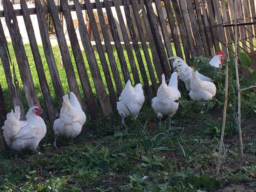 La Bresse alb - La Bresse