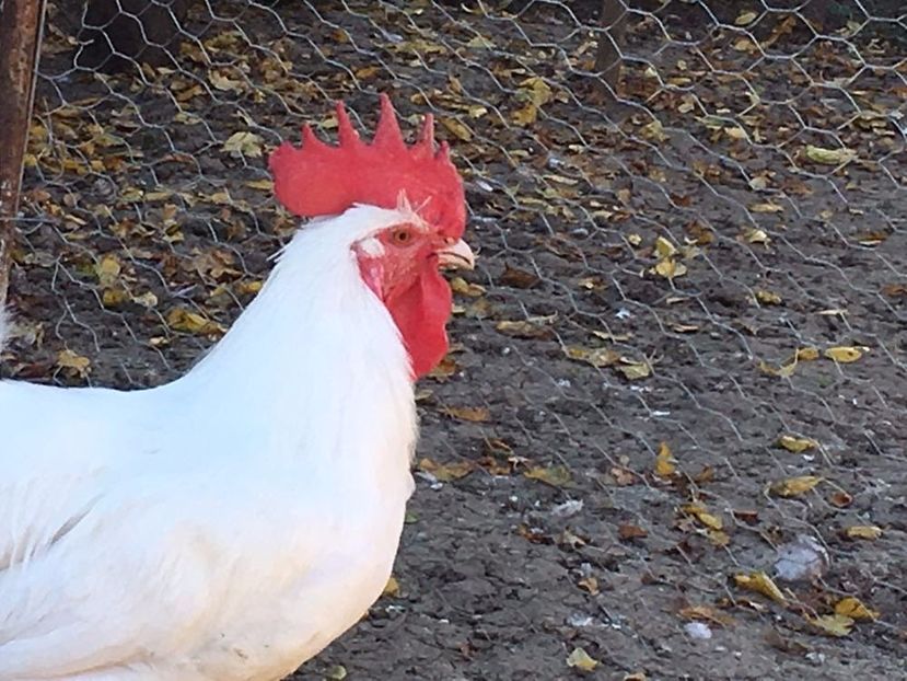 La Bresse alb - La Bresse