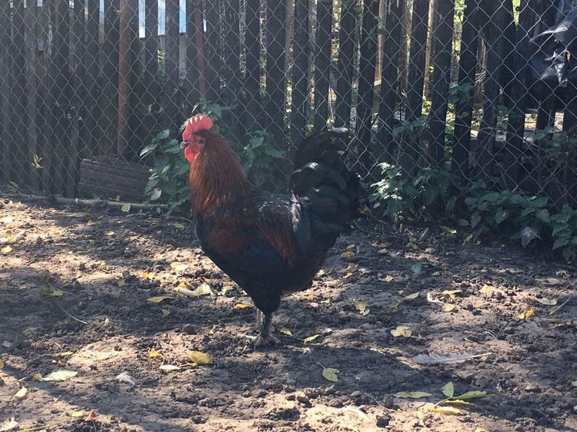 Marans negru aramiu - Marans