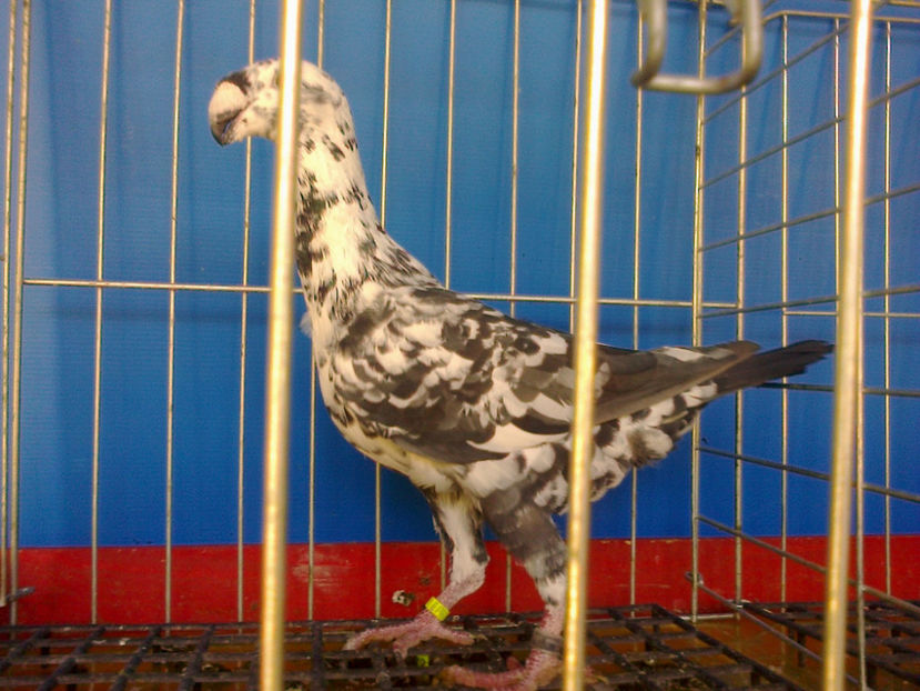 Fotografie13318 - GERMANI BOBATI SI LA GRAMADA