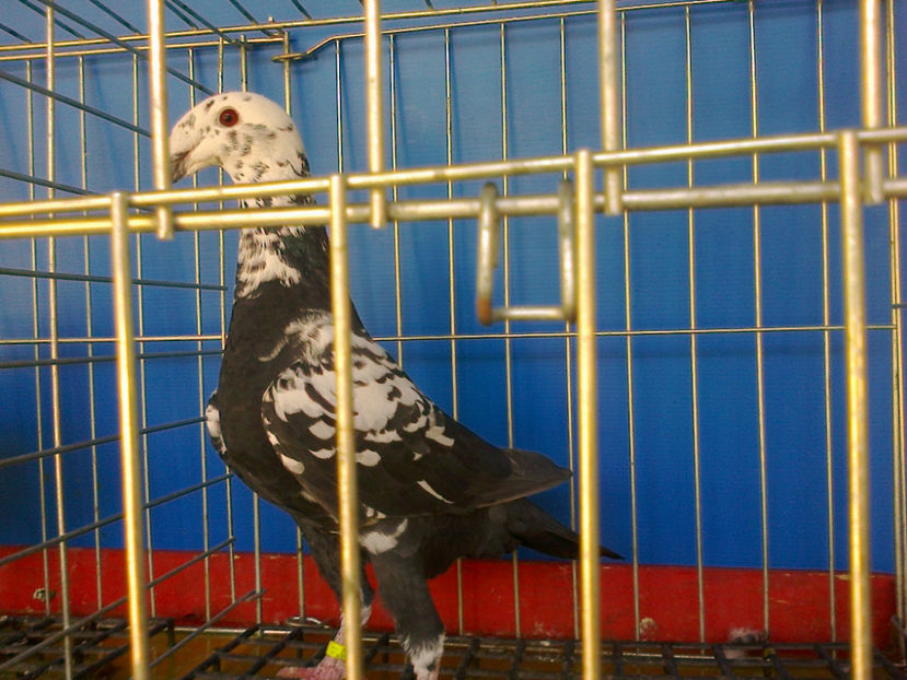 Fotografie13319 - GERMANI BOBATI SI LA GRAMADA