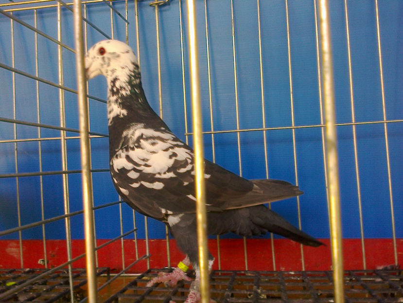 Fotografie13320 - GERMANI BOBATI SI LA GRAMADA