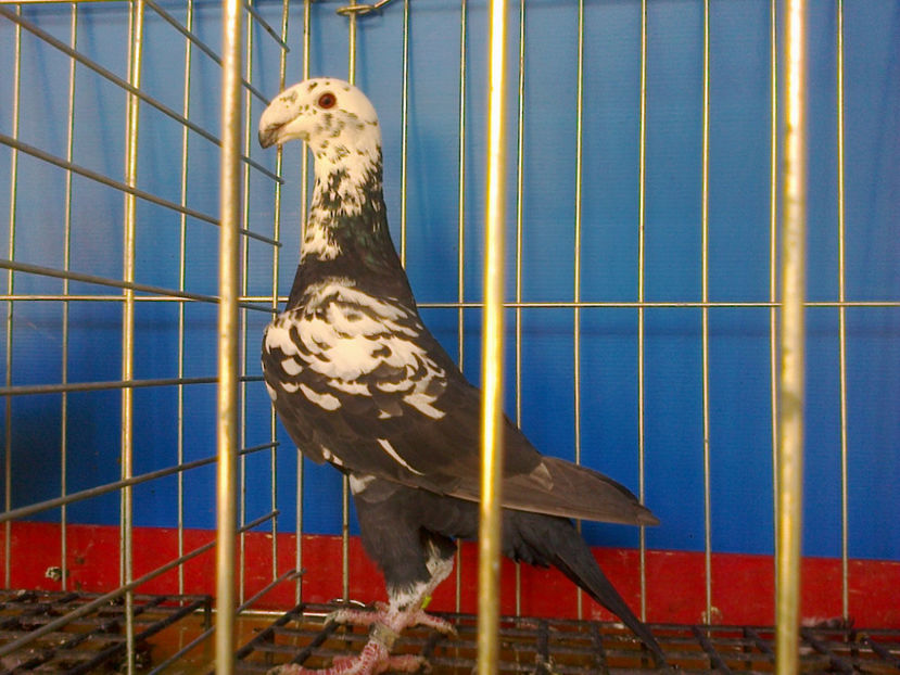 Fotografie13321 - GERMANI BOBATI SI LA GRAMADA