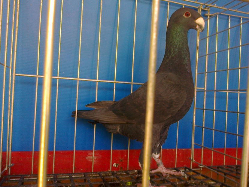 Fotografie13329 - GERMANI BOBATI SI LA GRAMADA