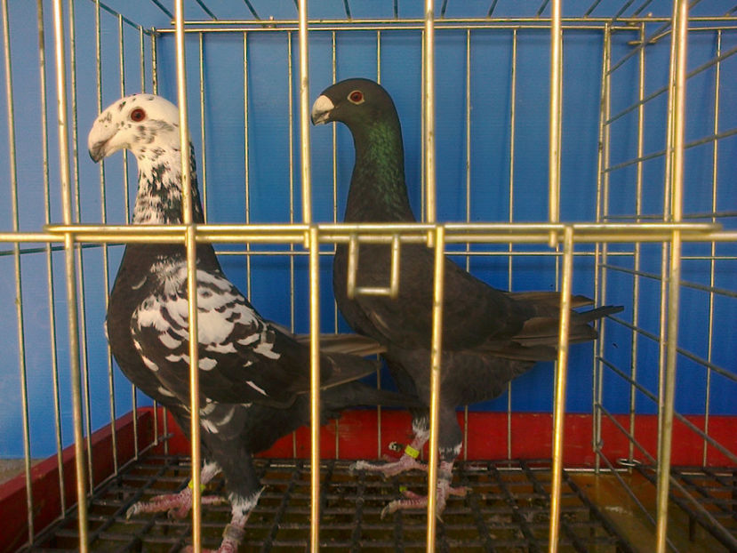 Fotografie13332 - GERMANI BOBATI SI LA GRAMADA