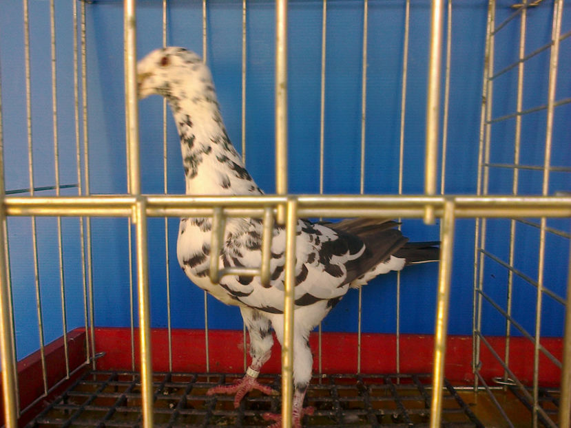 Fotografie13334 - GERMANI BOBATI SI LA GRAMADA