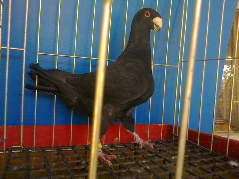 Fotografie13339 - GERMANI BOBATI SI LA GRAMADA