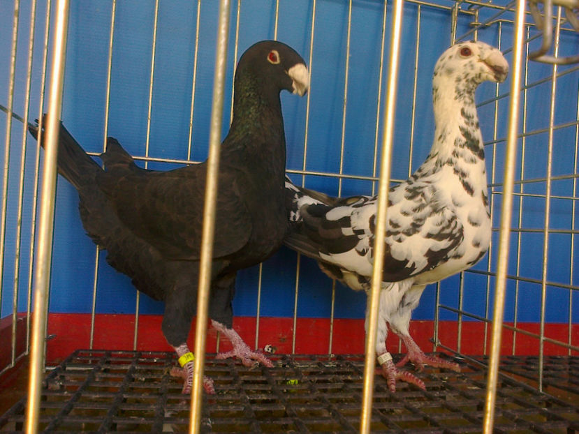 Fotografie13340 - GERMANI BOBATI SI LA GRAMADA