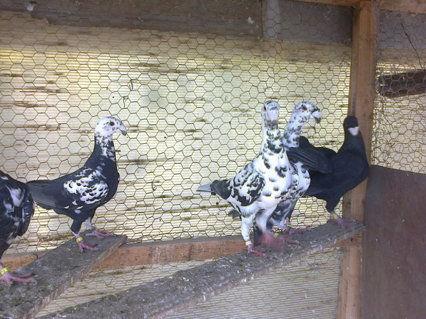 Fotografie13344 - GERMANI BOBATI SI LA GRAMADA