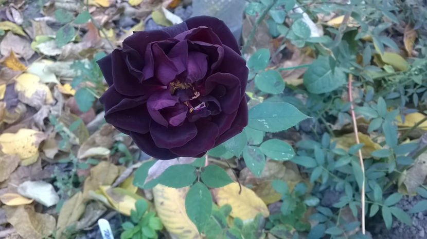 Ultima floare in acest an... - Louis XIV