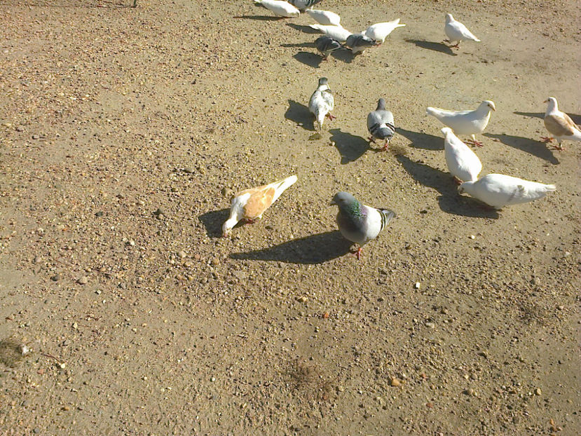 Fotografie13361 - VOIAJORI