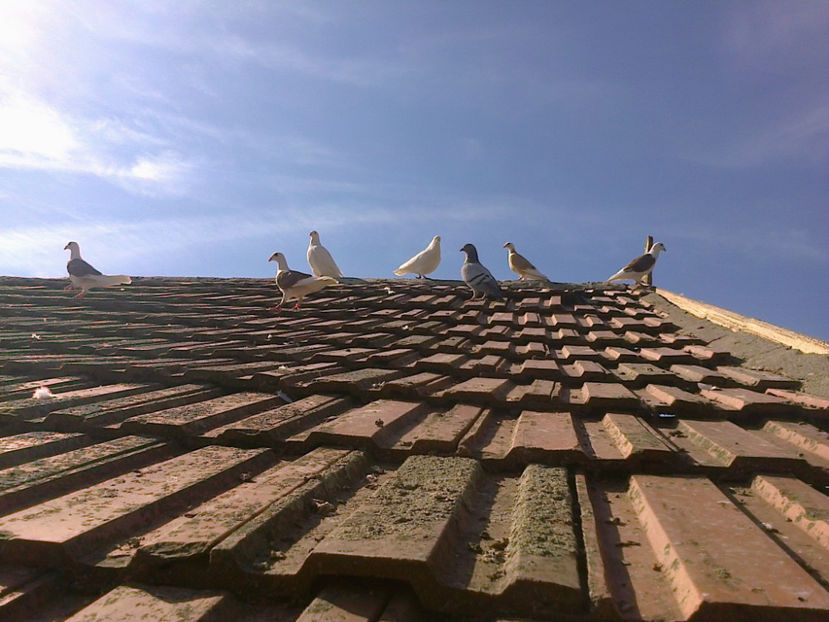 Fotografie13364 - VOIAJORI