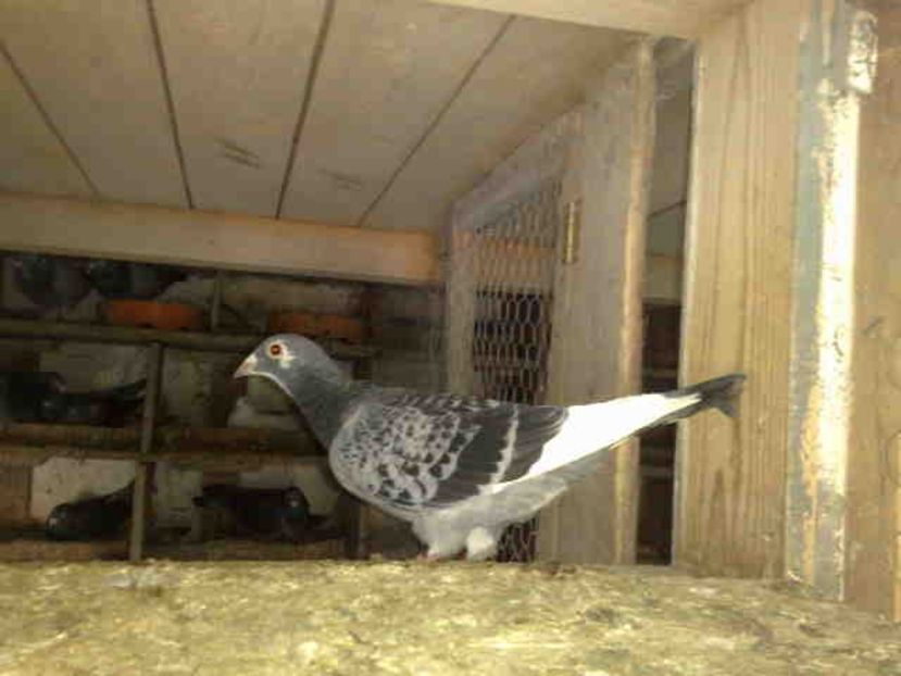 Baza Aardenilor - ARDENII MEI