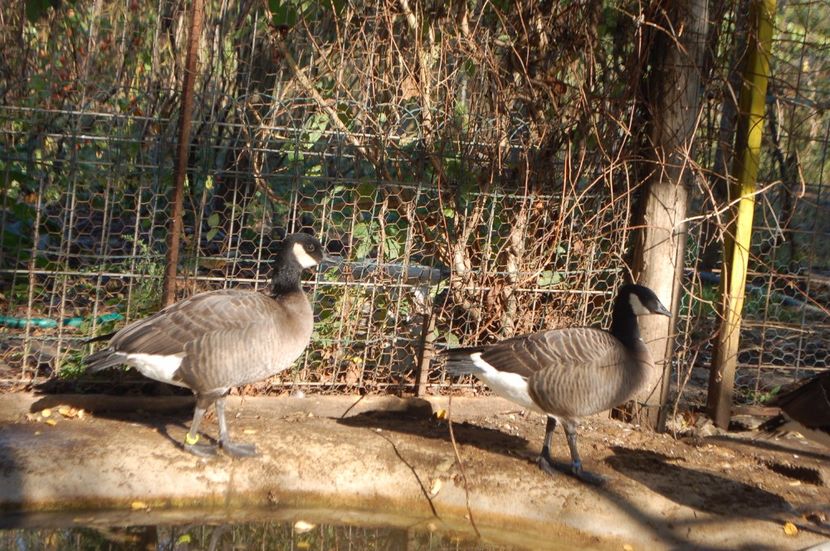  - Gaste Canadiene pitice -Branta canadensis minima