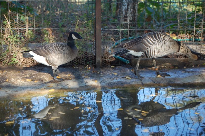  - Gaste Canadiene pitice -Branta canadensis minima