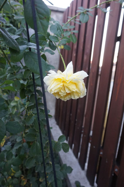  - Cyrano de Bergerac