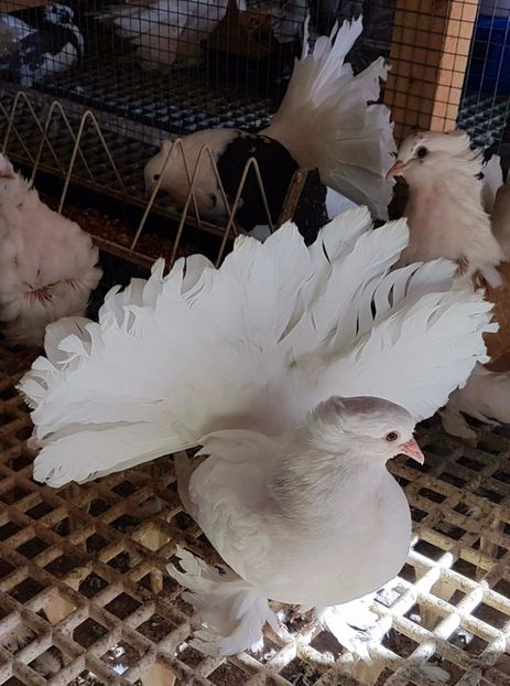  - 20_INDIAN FANTAIL MATCA-2018-2021