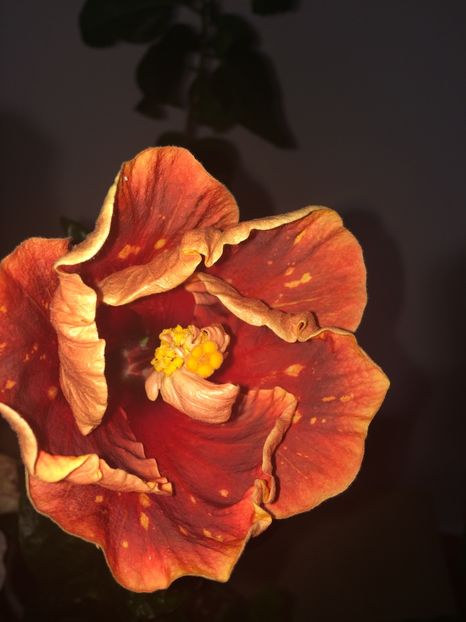  - Moorea Princess Oksana