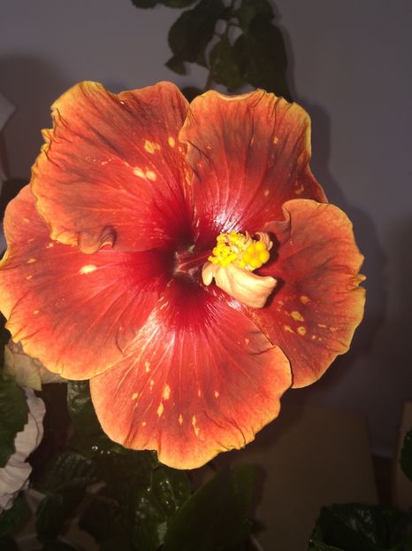  - Moorea Princess Oksana