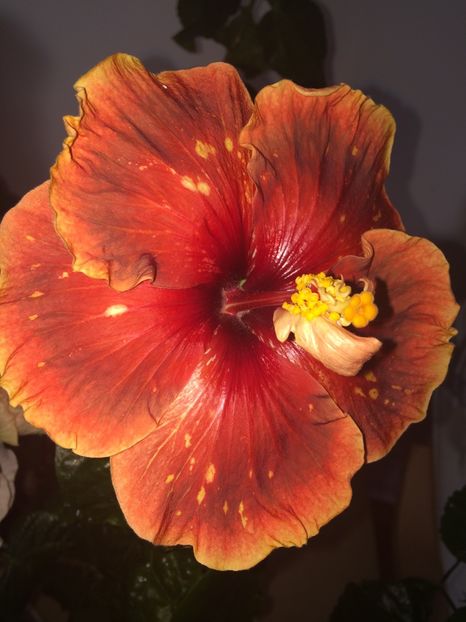  - Moorea Princess Oksana