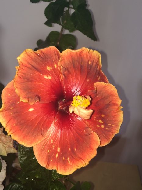  - Moorea Princess Oksana